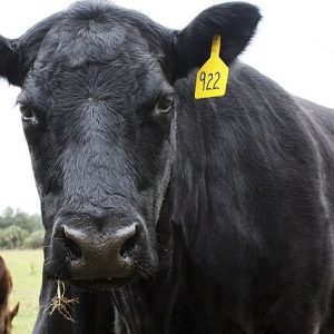 Black Angus Beef