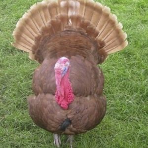 Red Bourbon Turkeys