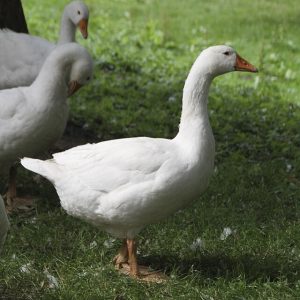 Emden Goose
