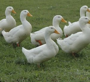 Pekin Ducks