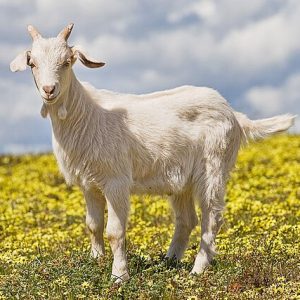 Goat