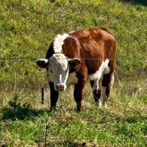 Beef