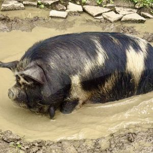 Kune Kune Pork