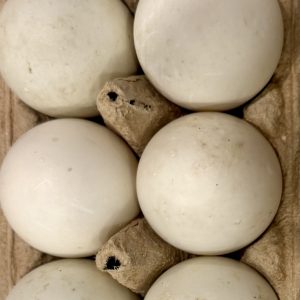 Pekin Duck Eggs